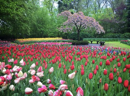 File:Tulips and tree at Keukenhof gardens.jpg - Wikimedia Commons