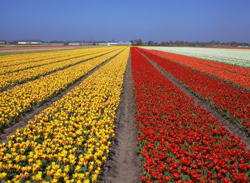 Free Images : floral, tulip, spring ...